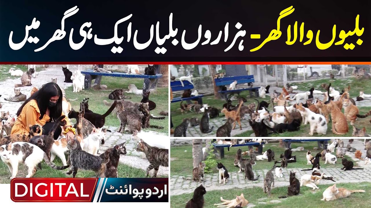 Lahore Ka Cats House - Jis Mein Hazaron Cats Rehti Hein