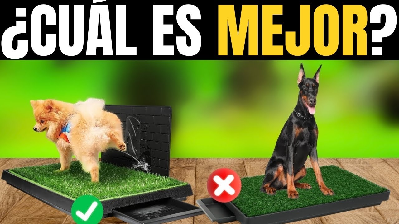 Los Mejores Inodoros para Perros Calidad-Precio del 2026 | Mejor WC para Perros - WC para Mascotas
