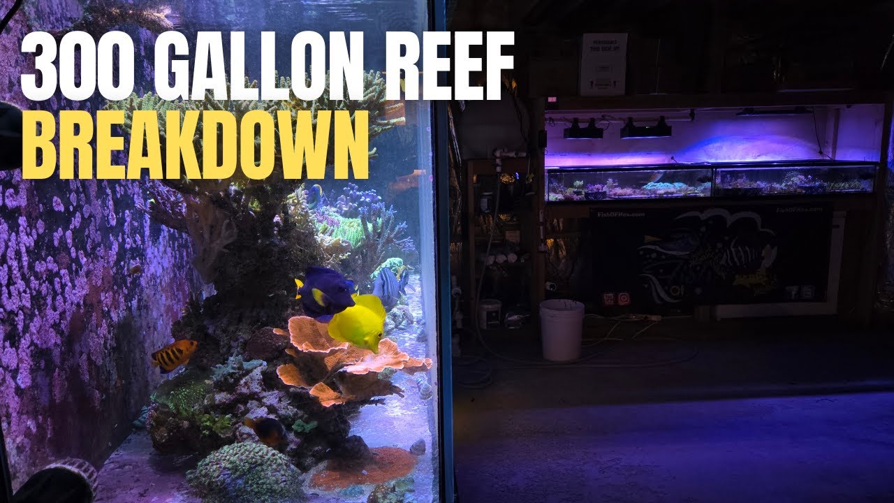 The Coral Sale Is Almost Over & I Started Moving The Fish Room.