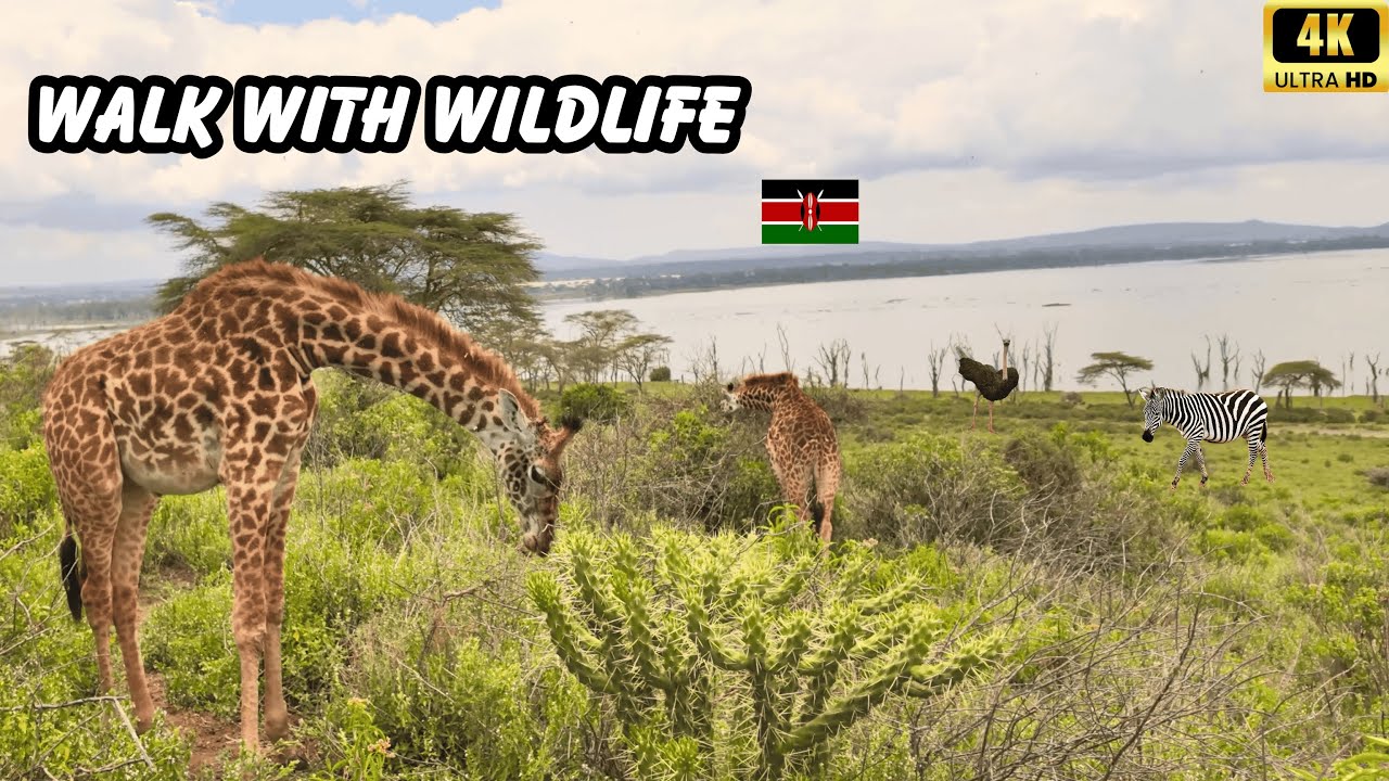  African Safari Walking Tour With Wild Animals