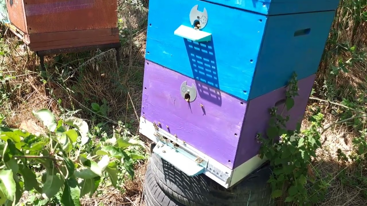 Відводки  можуть  дати  товарний  мед і скільки.