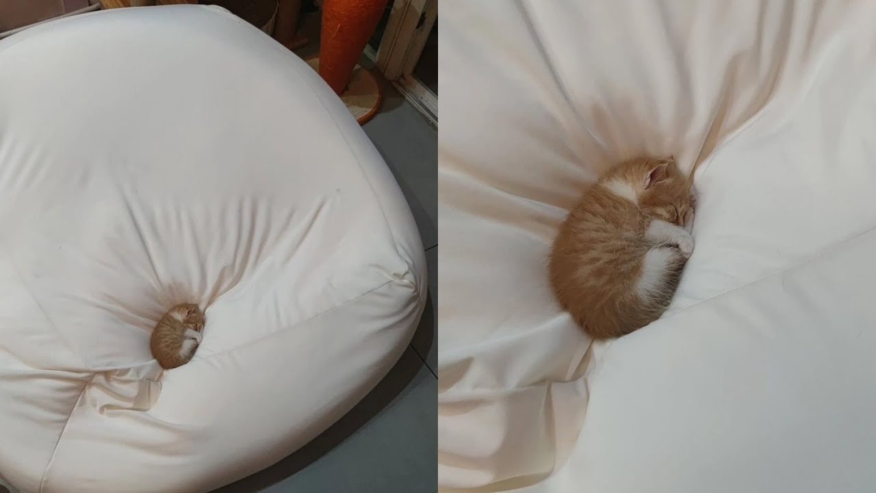 Cats Just Doing What Cats Do Best 🤣Funny Cats Videos 2025 🐱 Part 60