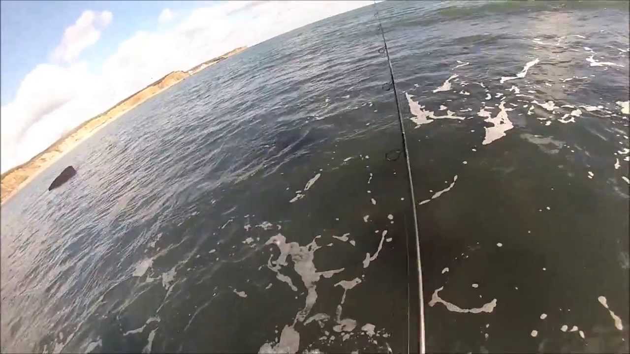 Daytime Darters