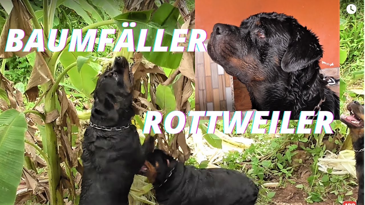 Thailand Ausgewandert. Uwes Bäume fällende Rottweiler😨 Ein Rottweiler Spezial Video mit Wasserspiele