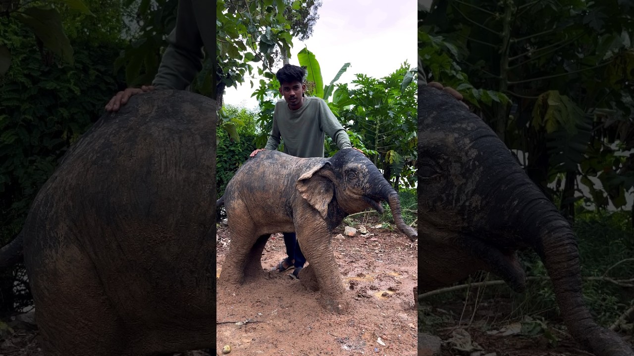 A baby elephant made of clay #elephant #art #malayalam #kerala #viral