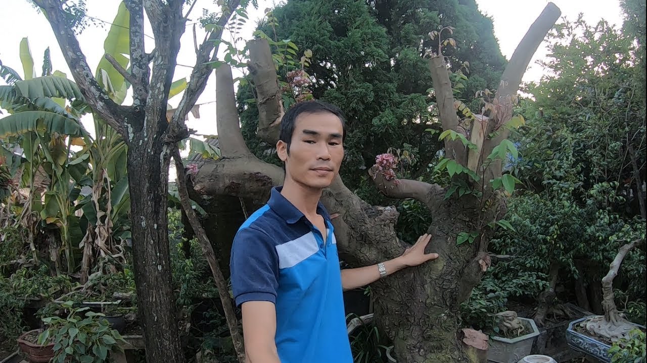 BShp- Giới thiệu cây khế chua già cổ và lô chậu bonsai đẹp