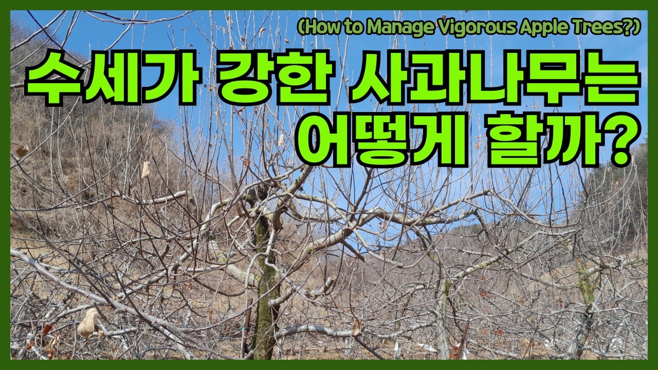 수세가 강한 사과나무는 어떻게 할까?