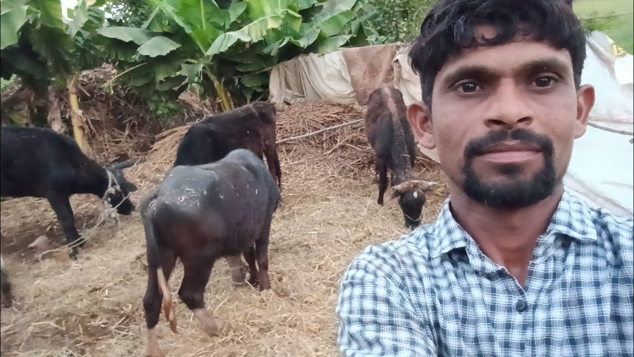 My New viral village life vlogs #farming #villagelife india