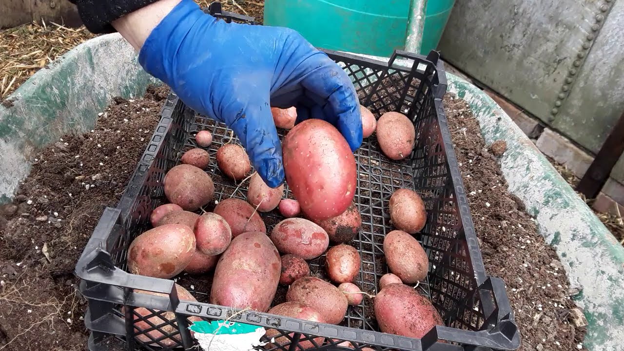 Winter Cabbage ♻️ Red Duke Of York Potato Reveal ♻️ Harvesting My Braeburn Apples Before The Rats