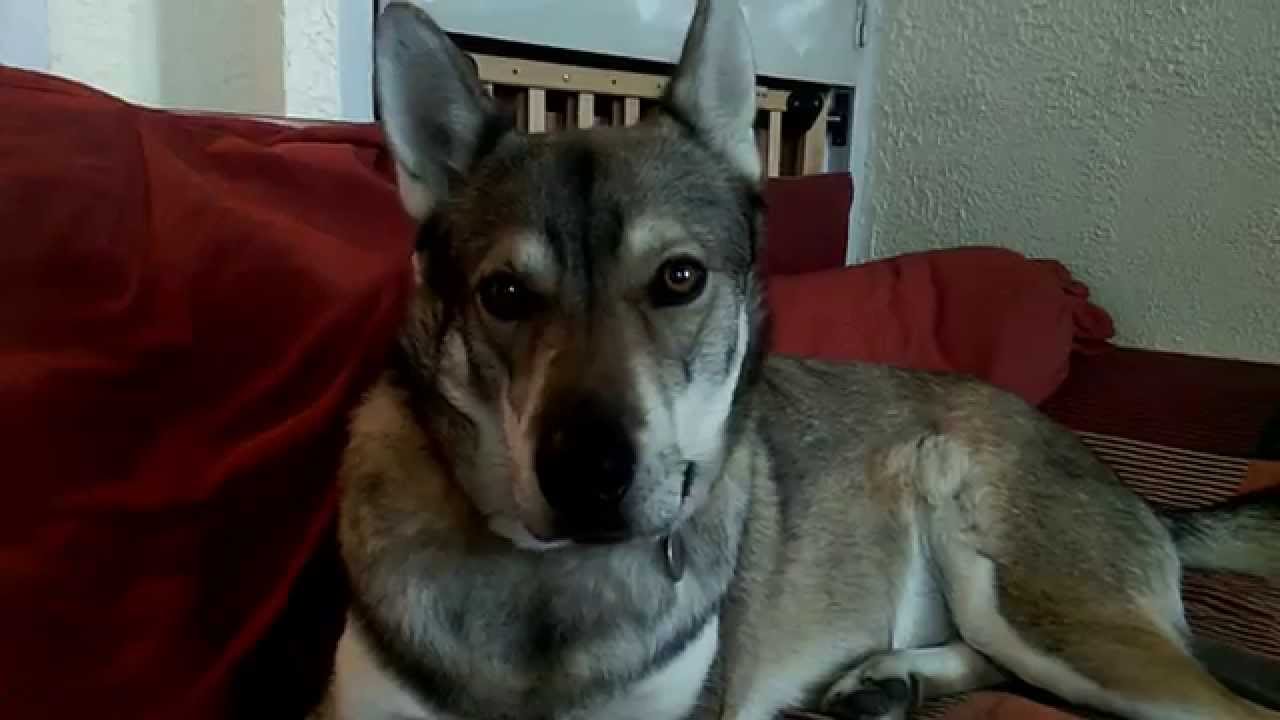 Ayla, Tamaskan qui parle