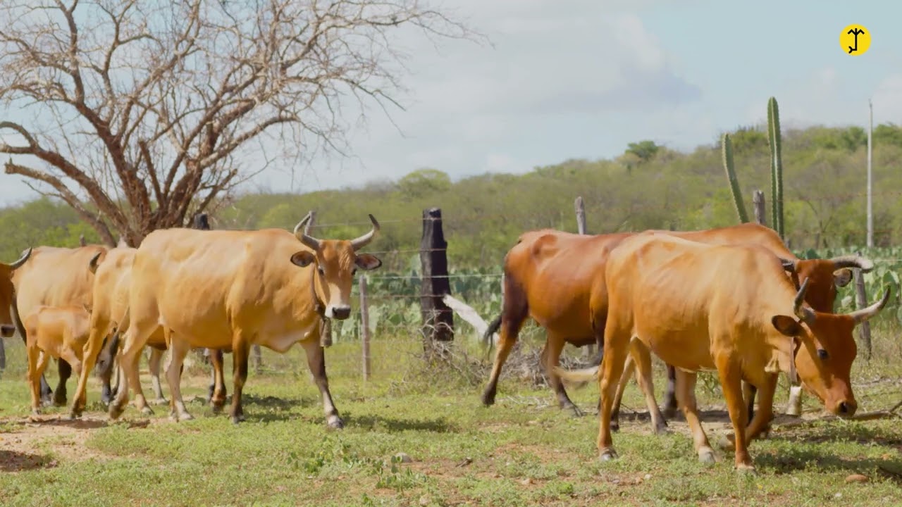 EP. 2 - Bovinos da Fazenda Carnaúba