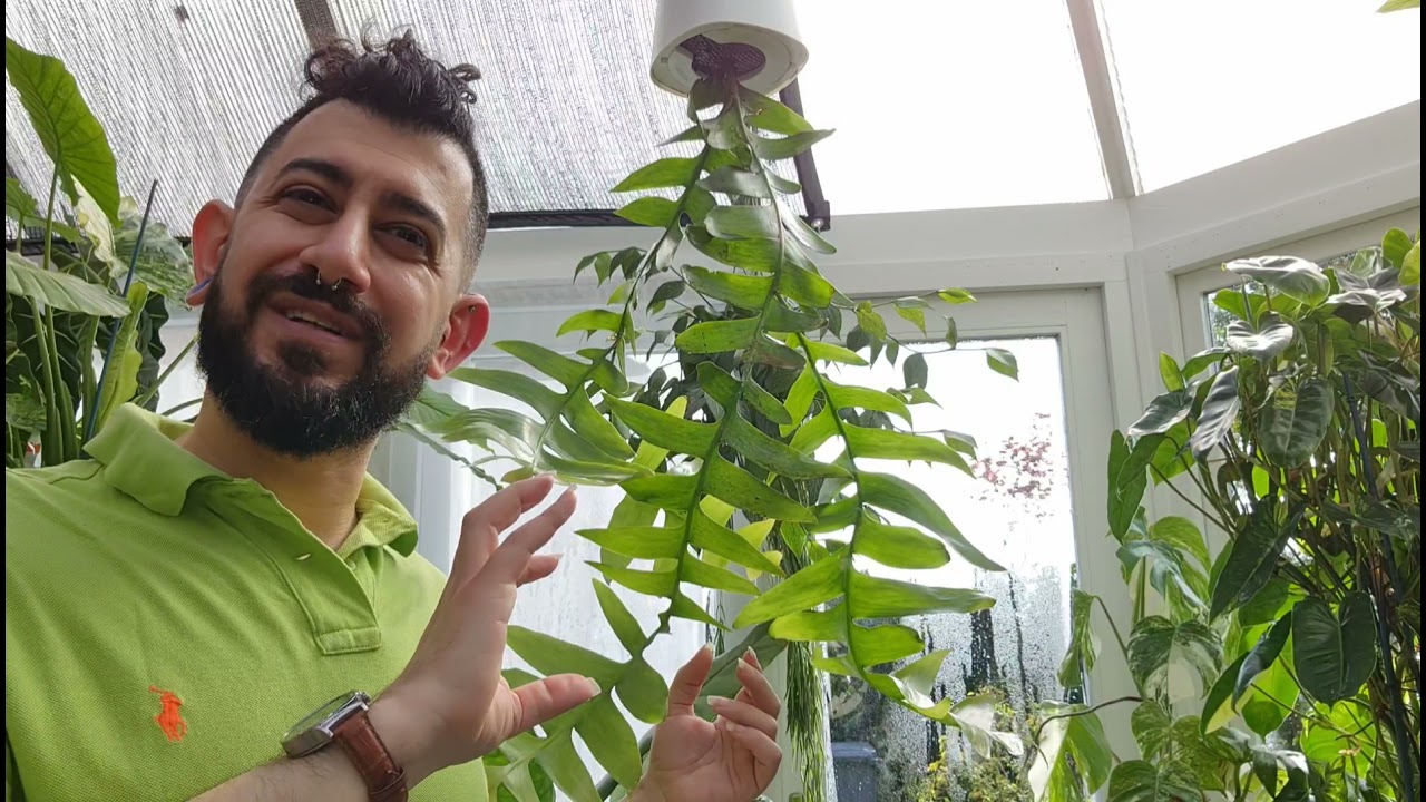 The awesome Fern Leaf Cactus