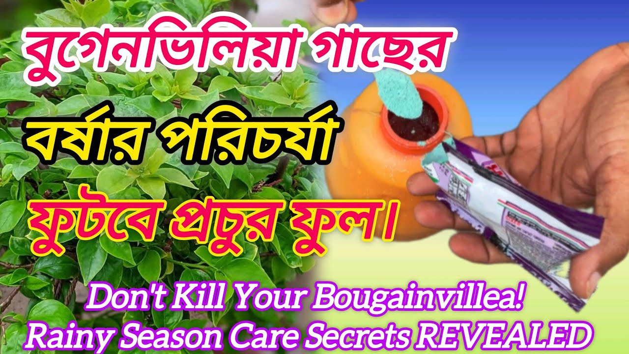 বুগেনভিলিয়া গাছের বর্ষাকালীন পরিচর্যা / Bougainvillea Rainy Season Care #bougainvillea #বাগানবিলাস 