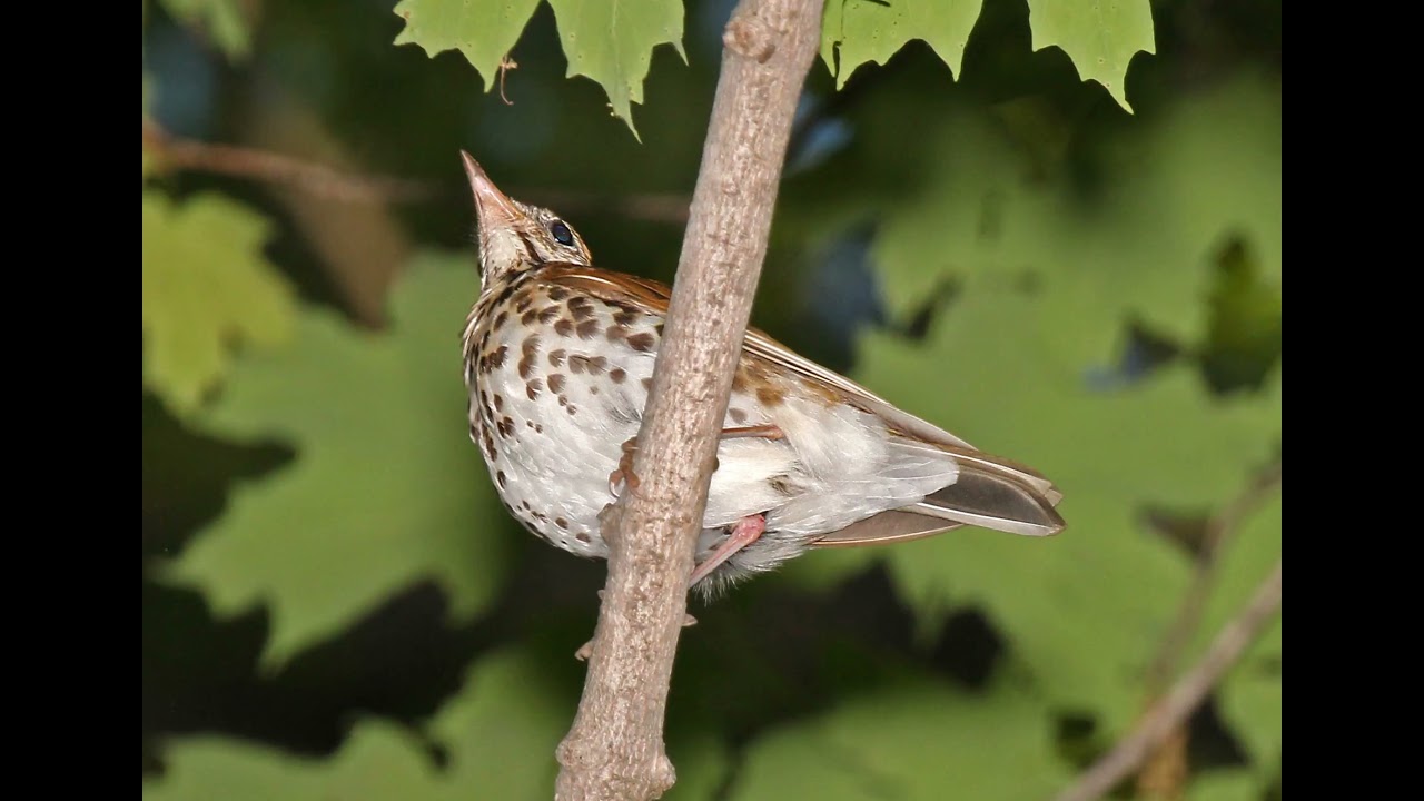 Hermit Thrush vs Wood Thrush Bird Song Video: Soothing Nature Sounds for Sleep