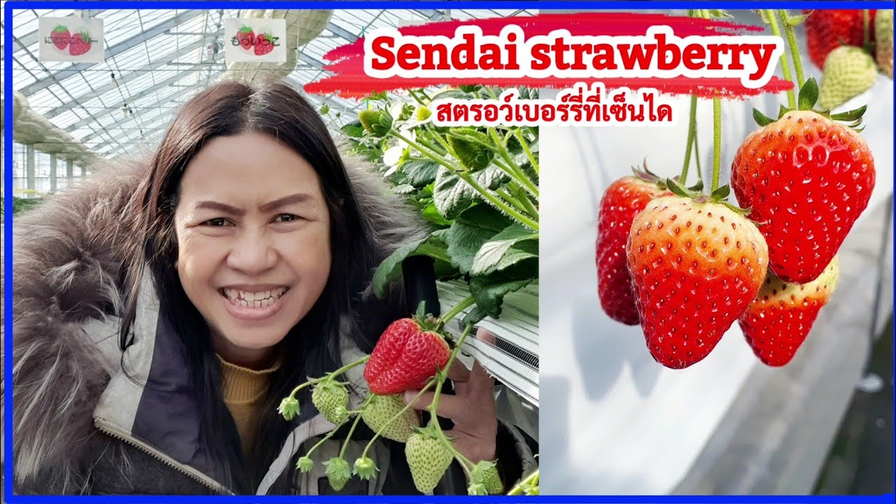 Strawberry หวาน ฉ่ำ ครบ จบที่ JR Fruit Park Sendai ARAHAMA :Vlog.150 @sisterjourney-sf1or