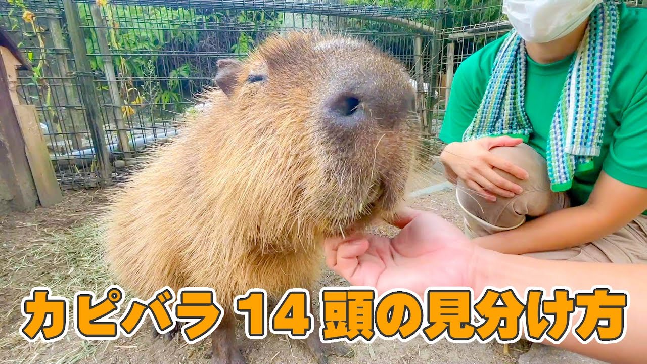 飼育員はこうやって14頭のカピバラを見分けてます。