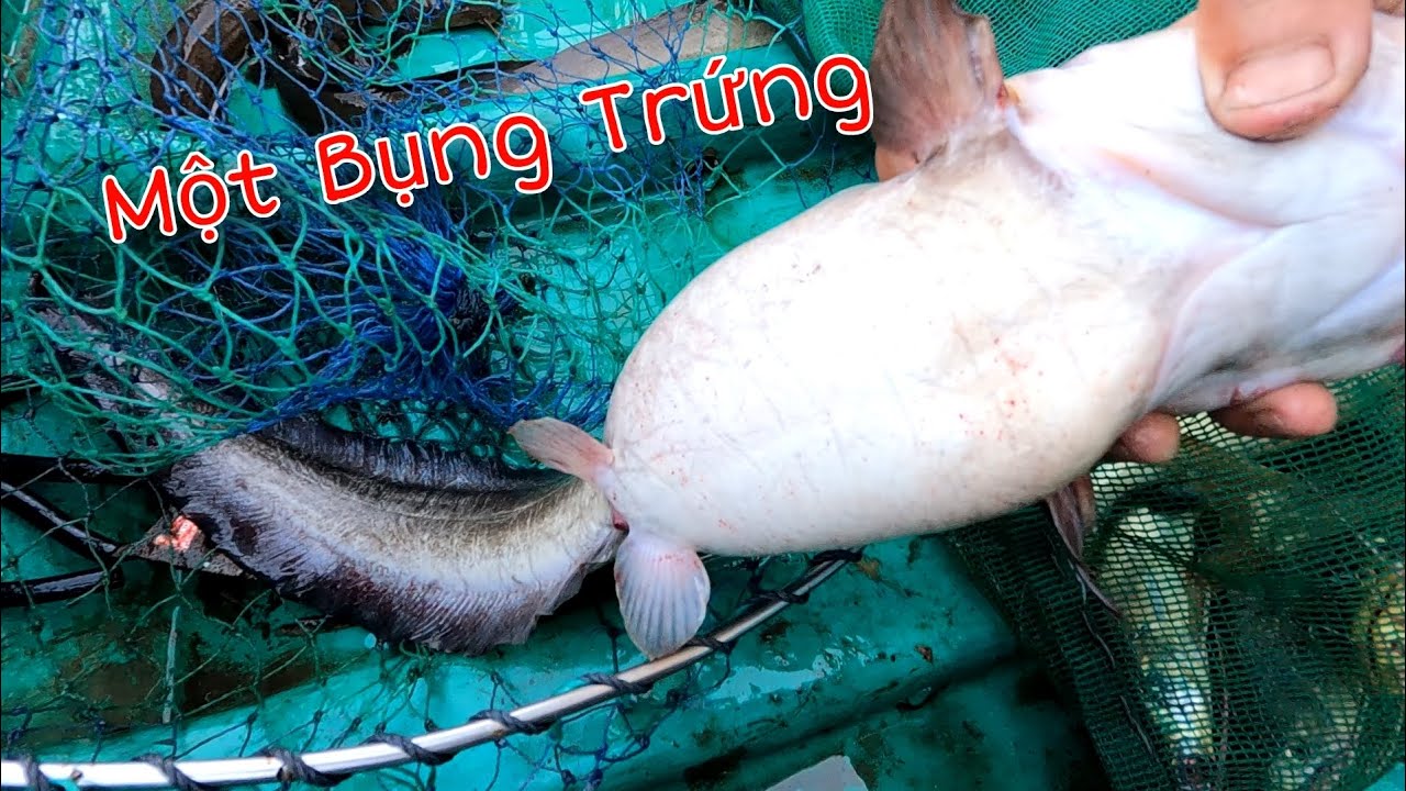 Giăng Câu đầu năm dính Cá Bự mà nó lạ lắm | GĐCG #1040