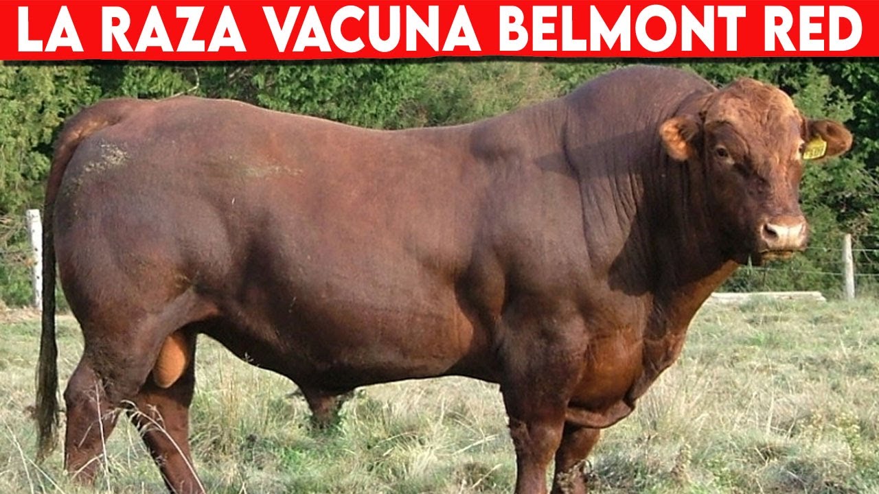 🔴 Raza Vacuna BELMONT RED Vacunos Productores De Carne ✅ Ganado Vacuno Carnico