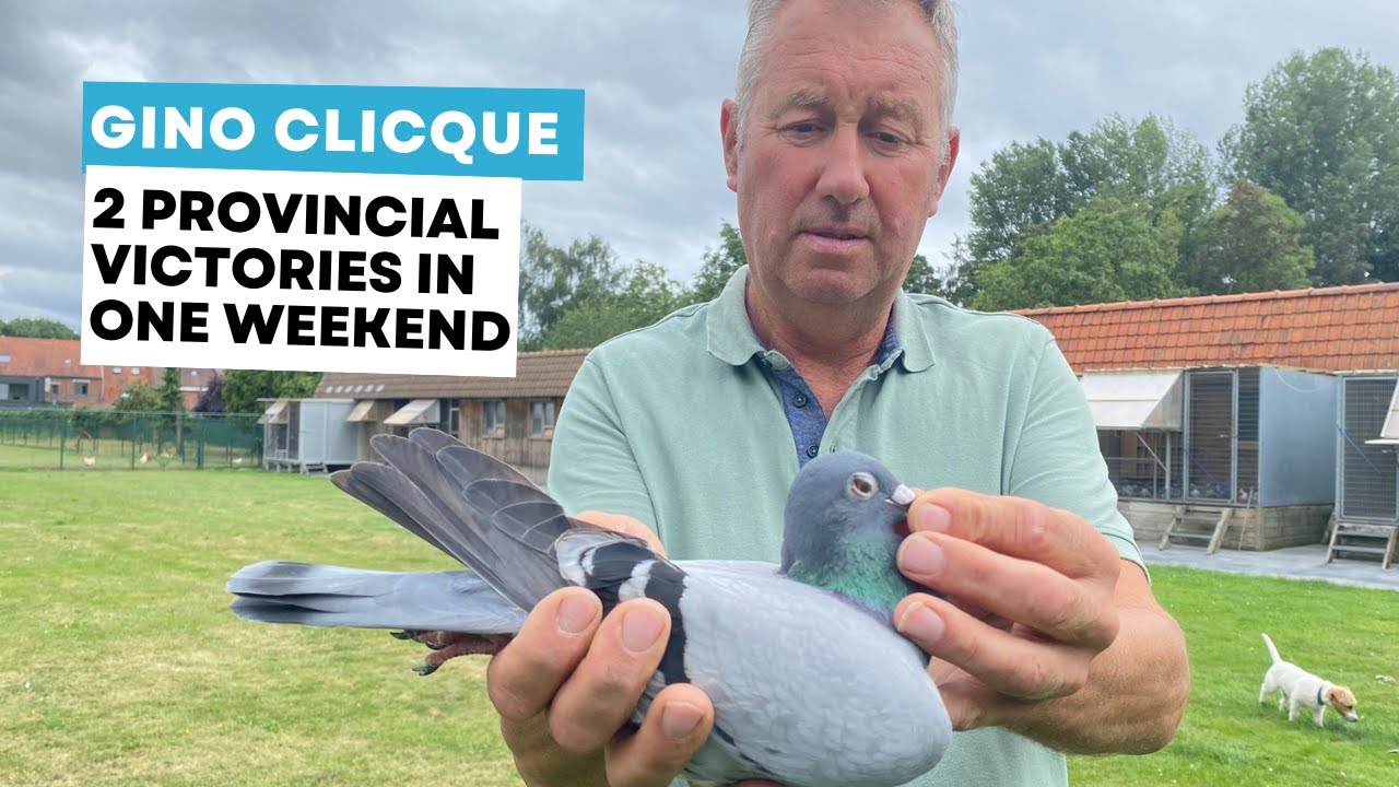 Gino Clicque: double first provincial winners in one weekend!