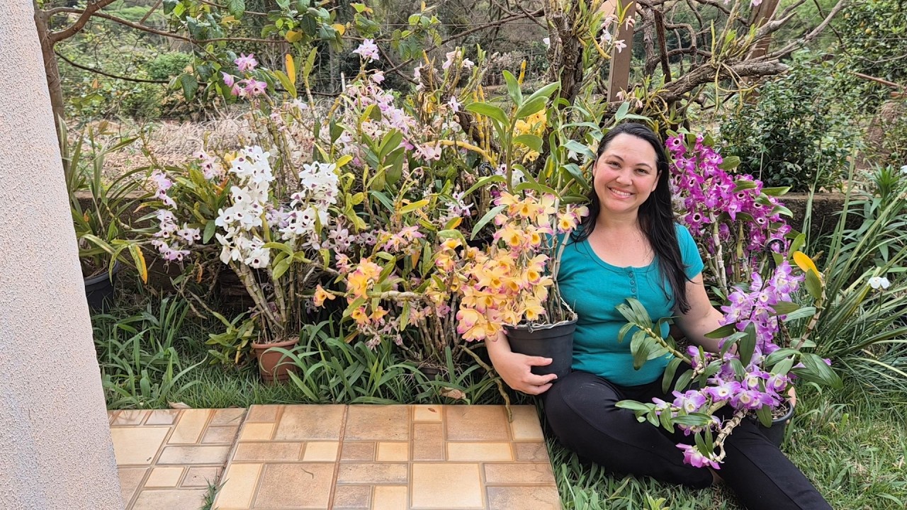 Tudo Sobre o Cultivo do Dendrobium Nobile