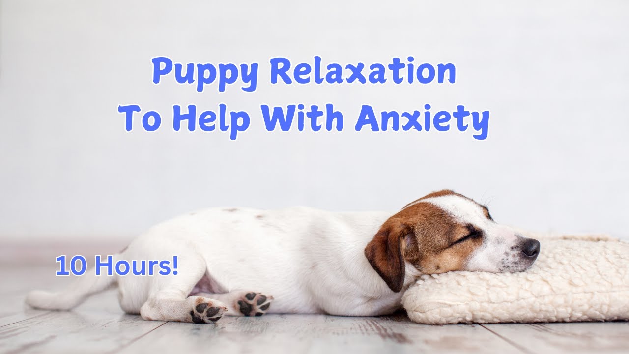 Dog Relaxation Music.