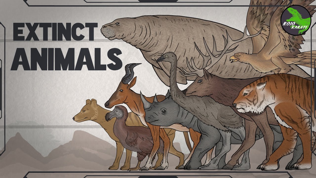 Extinct Animals Due to Human Activity :  Animated Size Comparison