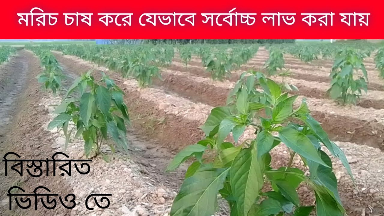 মরিচ চাষ করে কিভাবে সর্বোচ্চ লাভ করা যায়।।ভিডিওতে বিস্তারিত।।#pepper