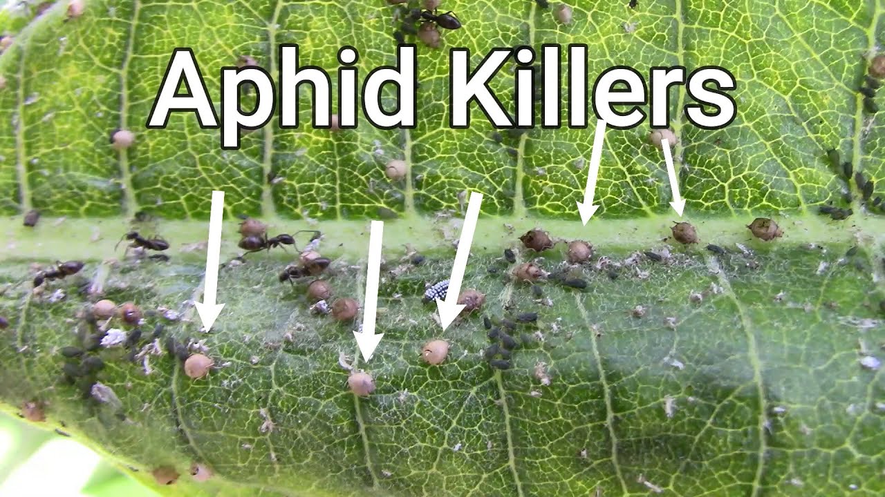 Aphid Killers - 5 Insect Larvae That Love To Eat Aphids