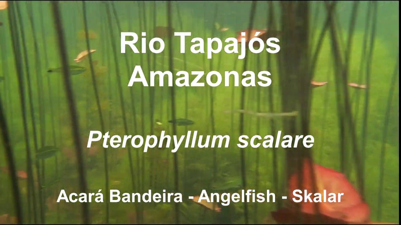 Rio Tapajós - Amazonas: Pterophyllum - Acara Bandeira - Angelfish - Skalare