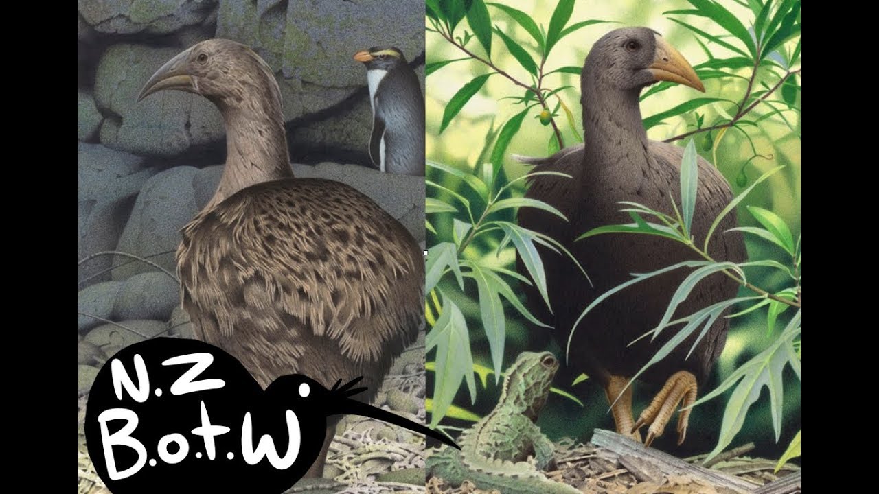 Adzebill - New Zealand Bird of the Week
