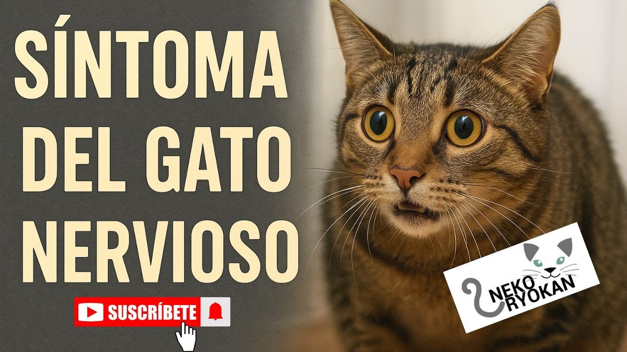 ¿Por qué tu gato se comporta tan raro a veces?