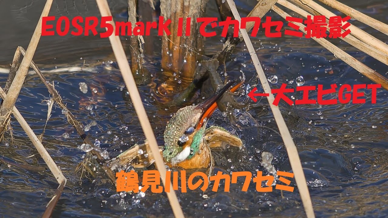 R5markⅡでカワセミ撮影　枝止まりが下手なカワセミ #eosr5mark2 #kingfisher