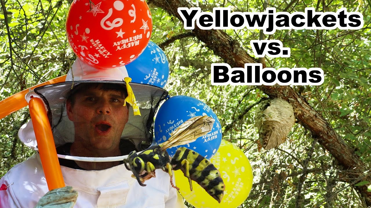Yellowjackets VS. Balloons = POP!   Huge Yellowjacket Wasp Nest.