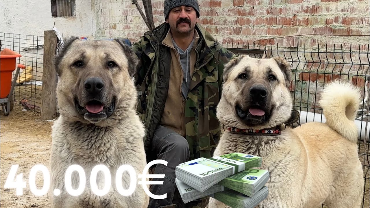 ЦЕНА 40000 ЕВРО КАНГАЛЬСКИЕ СОБАКИ | ОТЛИЧНОЕ КАЧЕСТВО!!!