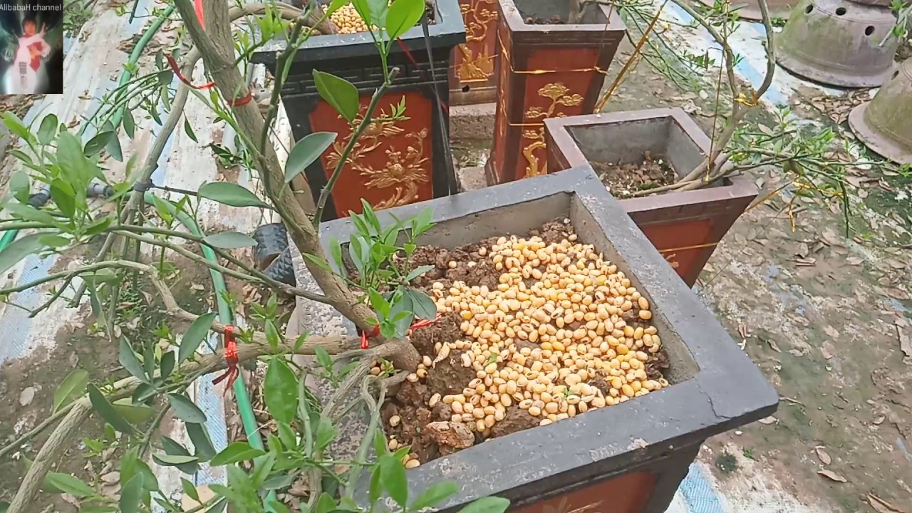 SIÊU PHÂN BÓN ĐẬU TƯƠNG Ủ Hiệu Quả Tuyệt Vời Cho Mọi Loại Cây Cảnh, Cây Ăn Quả | AlibabaH channel