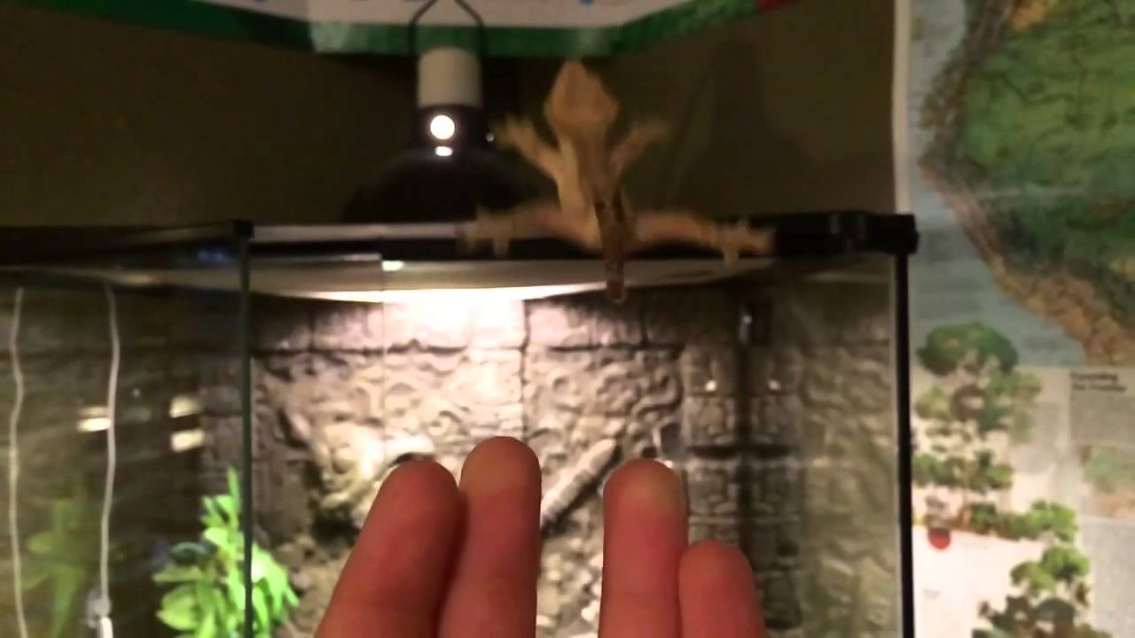 Crested Gecko Jump in Slow Motion
