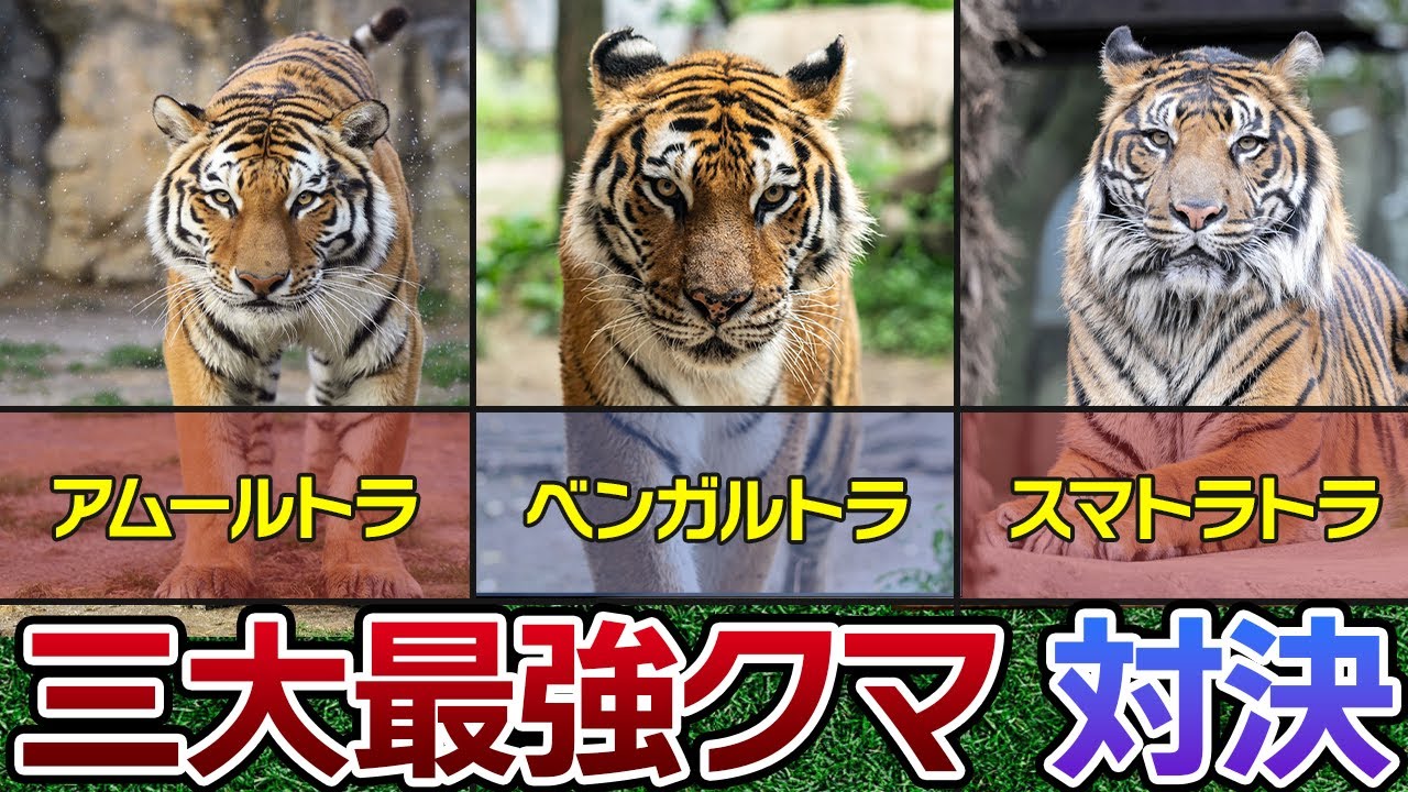 【最強対決】【アムールトラVSベンガルトラVSスマトラトラ】三大最強トラ対決！！その対決と生態について徹底解説【動物雑学】