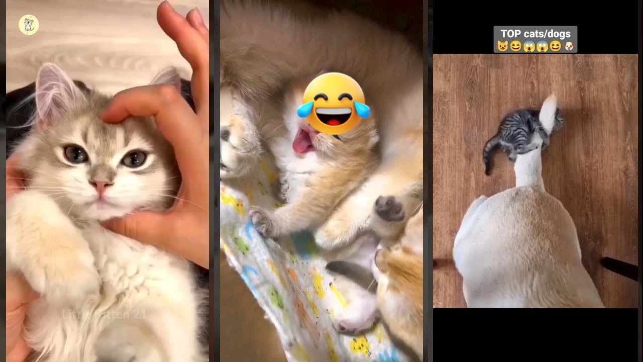 Cute Kittens 🙀 #fyp 🐈‍⬛ #FunnyCats Episode 7405