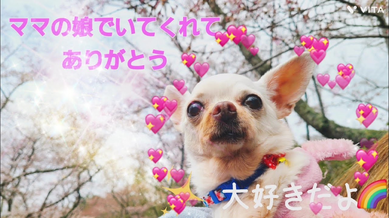 【フクちゃん　虹の橋を渡りました】最期の時までママの横に居てくれてありがとう#フクちゃん#虹の橋#ご報告 