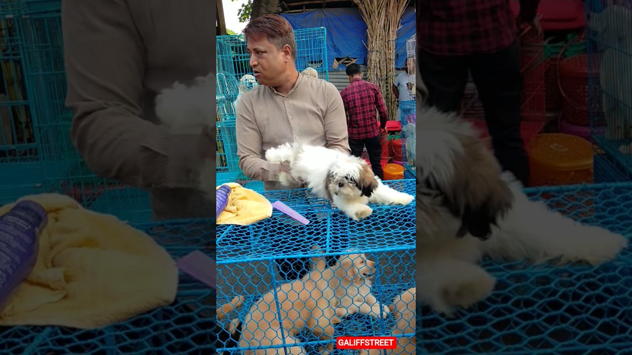 galiff street pet market | dog market Kolkata 