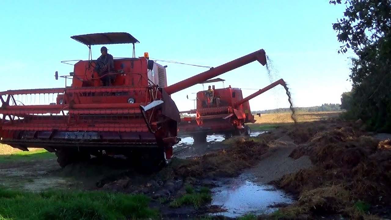 Taniec trzech Bizonów Super na gryce pod koniec września  Bardzo dobre warunki do nagrywania filmu