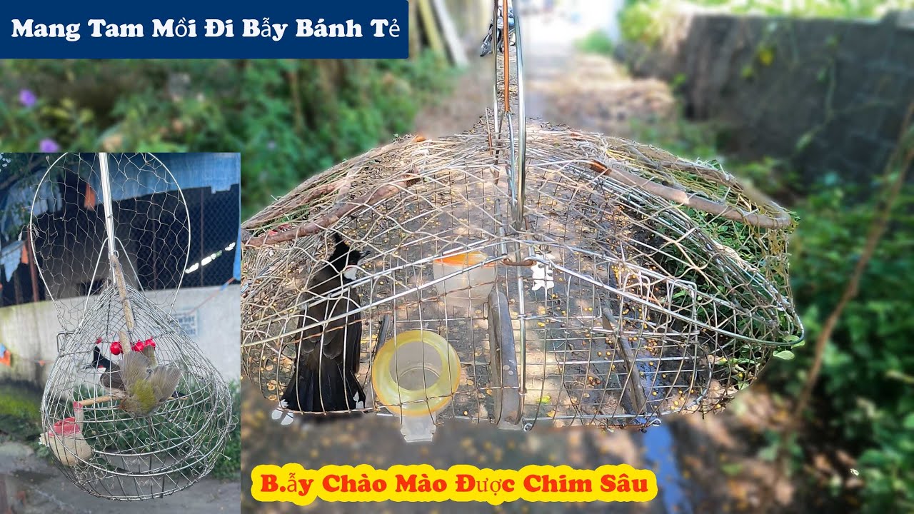 Cùng Anh Em Mang 3 Chim Chào Mào Mồi Đi B.ẫy Bánh Tẻ || Bẫy Được Chim Sâu Một Cú S.ốc Lớn Đầu Đời