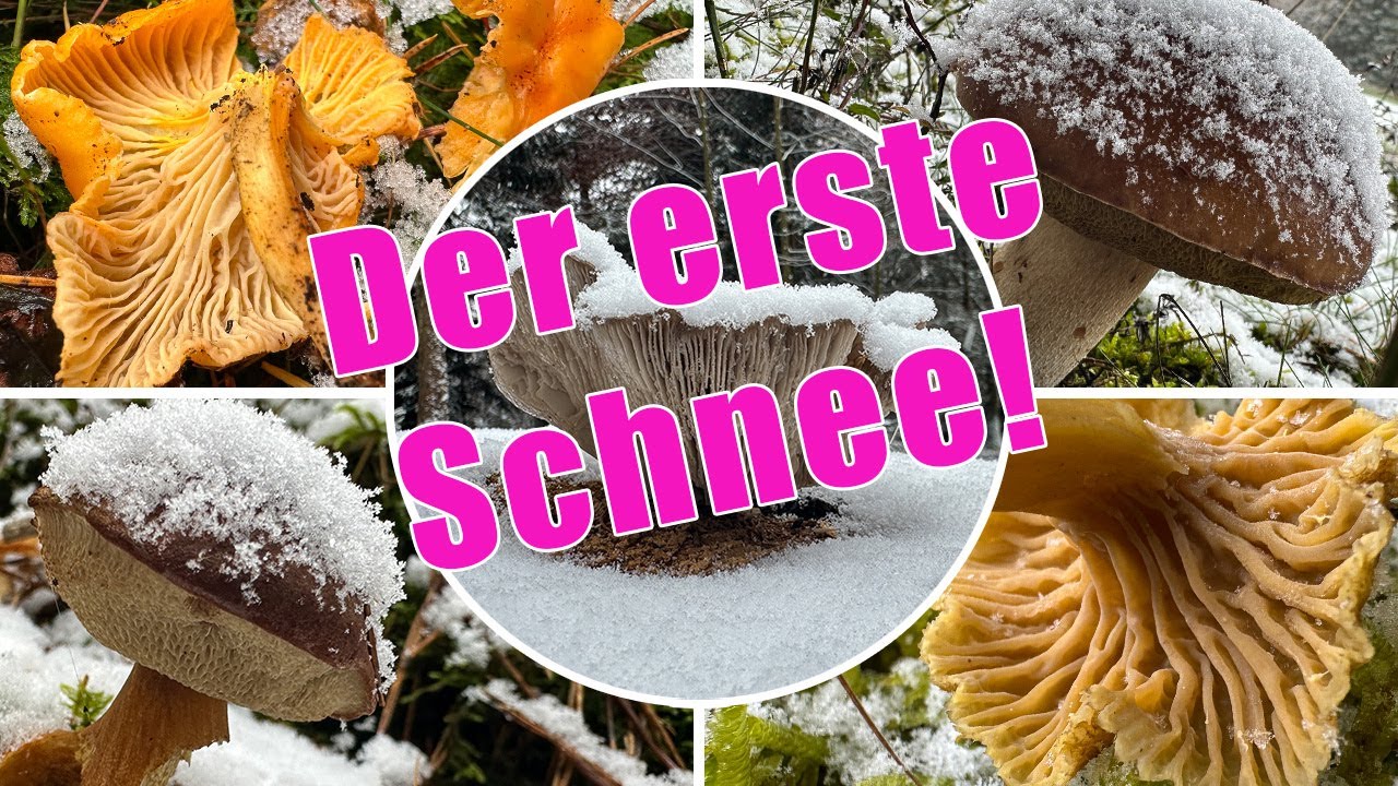 Steinpilze & Pfifferlinge im Schnee? Der Winter ist da! Pilze sammeln im winterlichen November