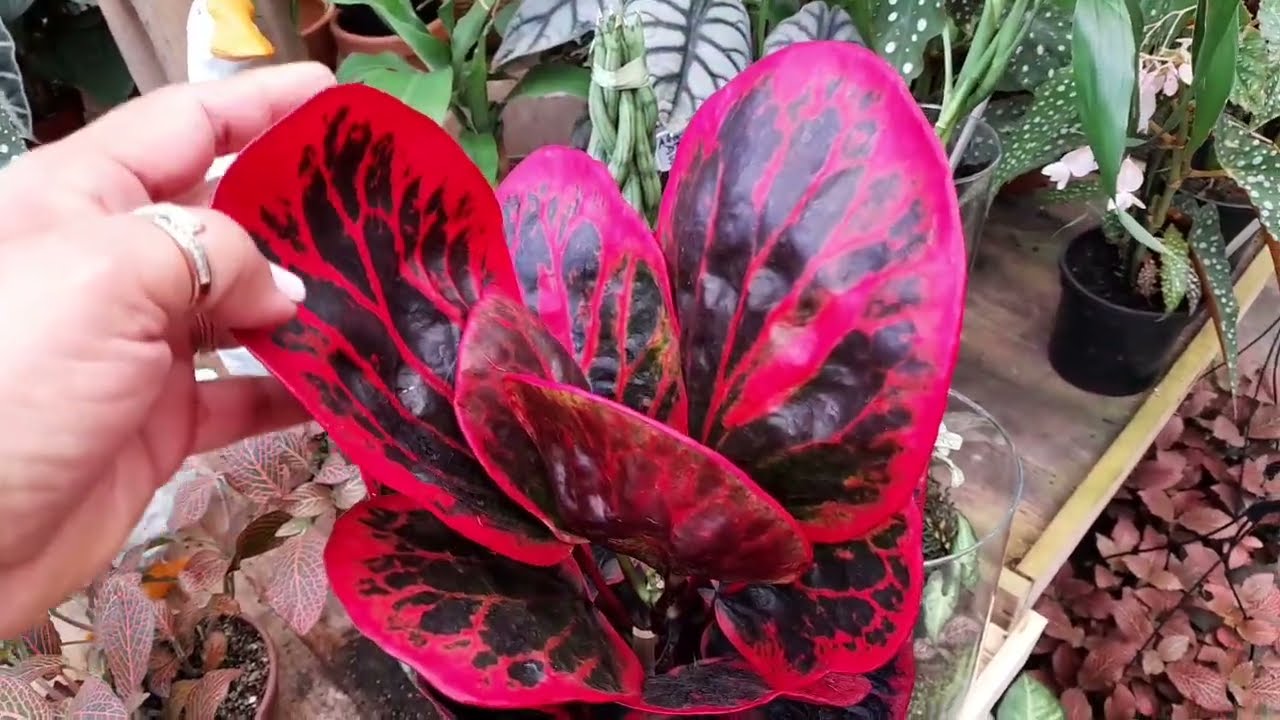 MUITAS PLANTAS LINDAS NESSA CHÁCARA EM MANAUS AMAZONAS 🤩🤩