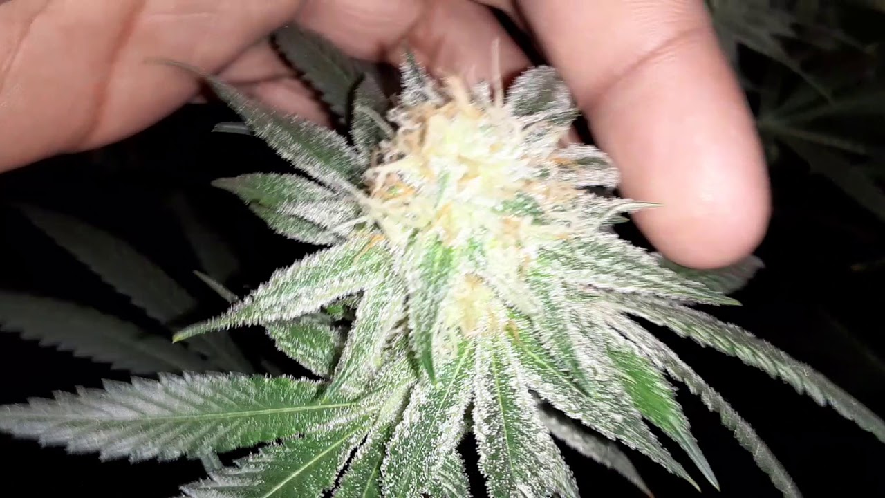 Platinum Kush Breath Remix