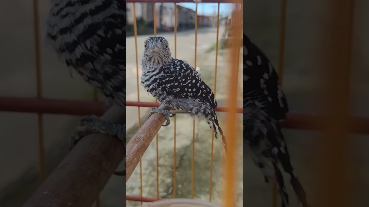 choca barrada.s&oacute; na ra&ccedil;&atilde;o #criar #aves #birds #pets #passarosdobrasil