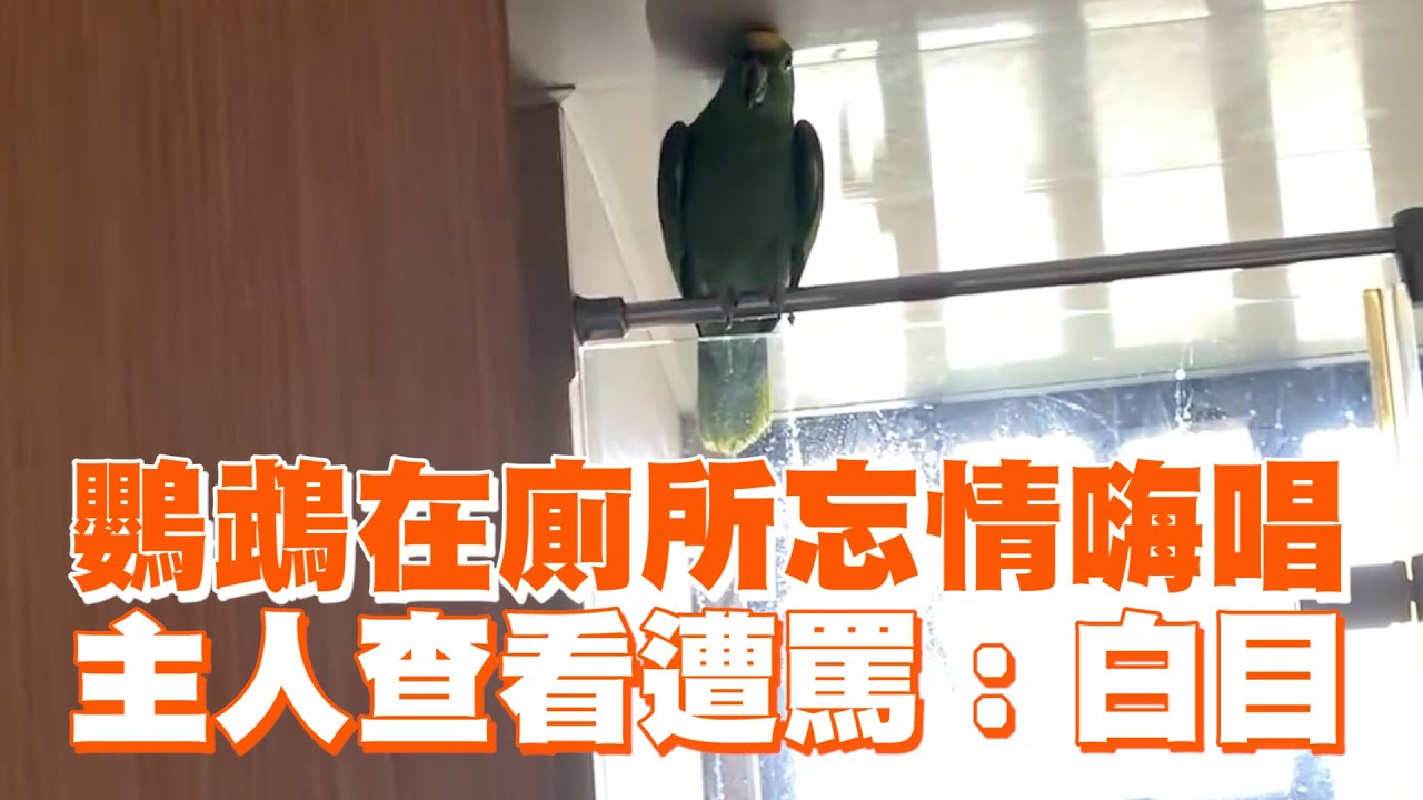 鸚鵡在廁所忘情嗨唱　主人查看遭罵：白目 ｜#寵物雲