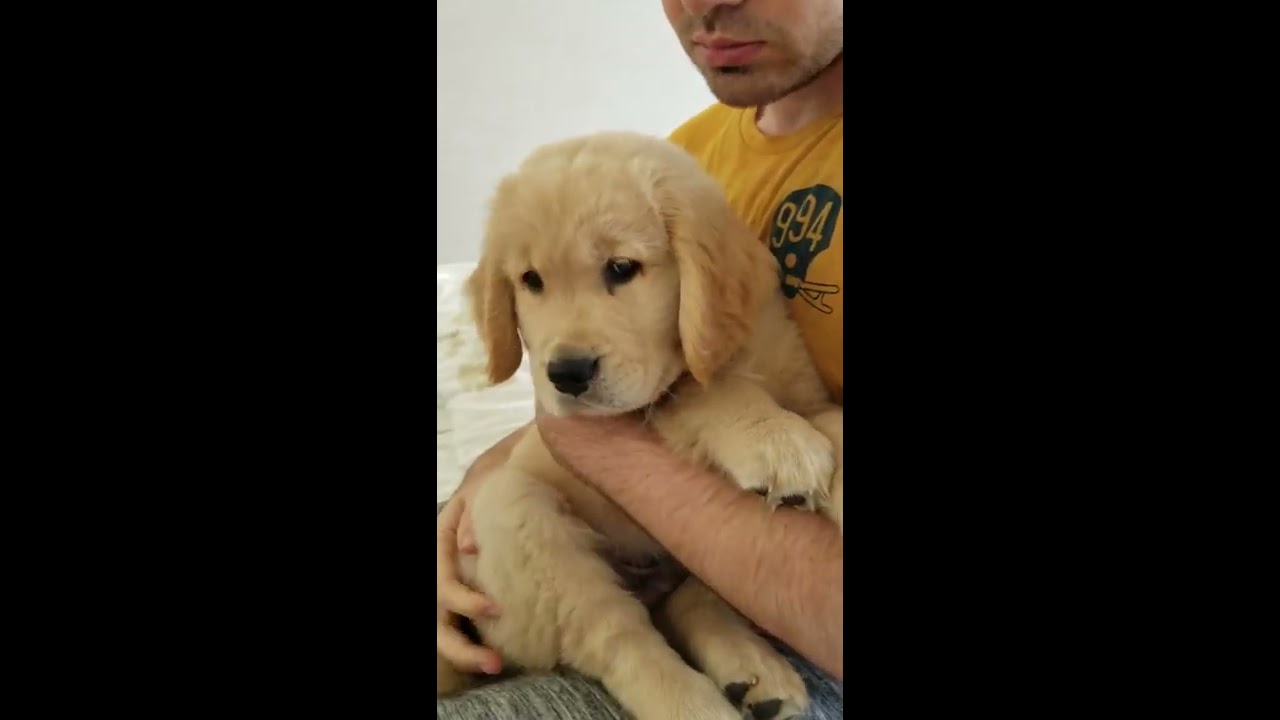 mini-MARLEY - puppy highlights!