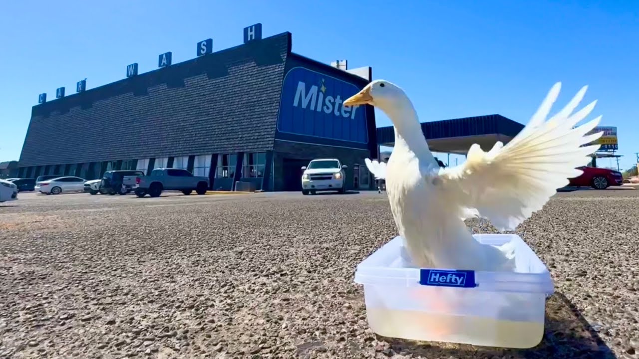I took my duck to the Carwash