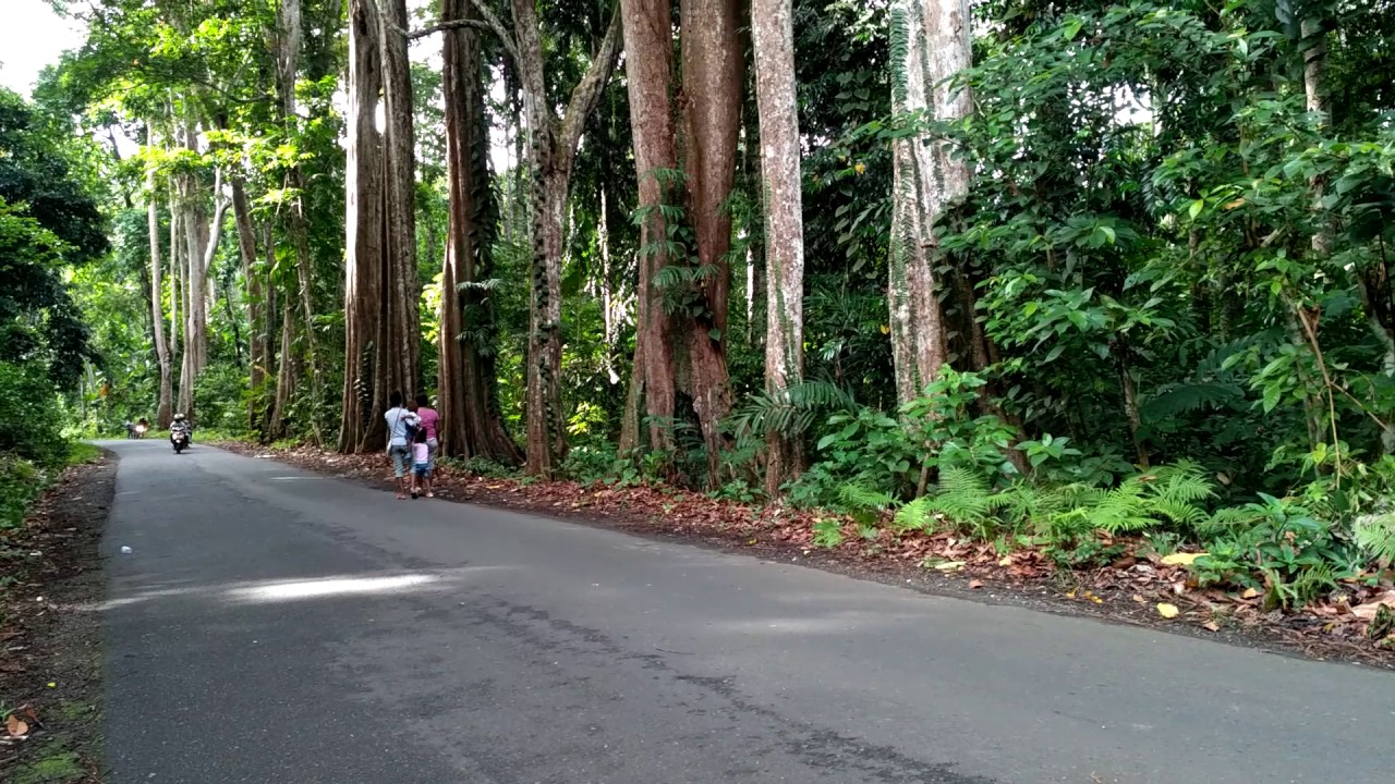 Hutan lindung kehutanan gunung meja
